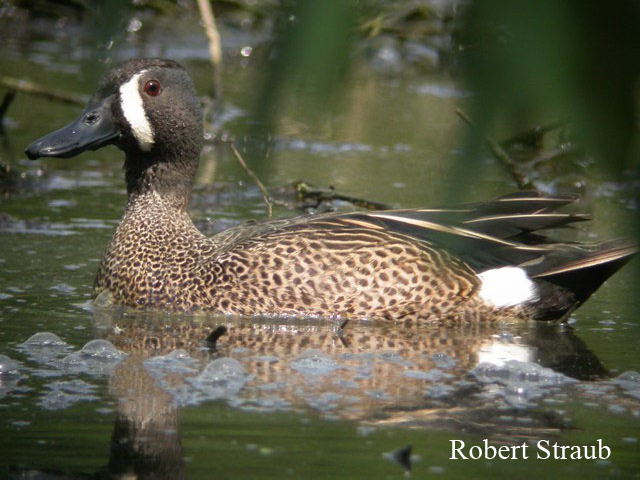 Photo (9): Blue-winged Teal