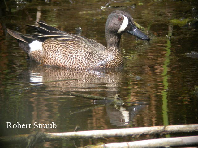 Photo (7): Blue-winged Teal