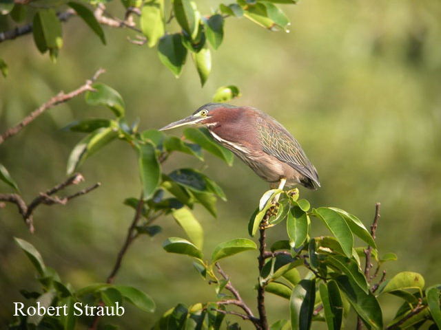 Photo (6): Green Heron