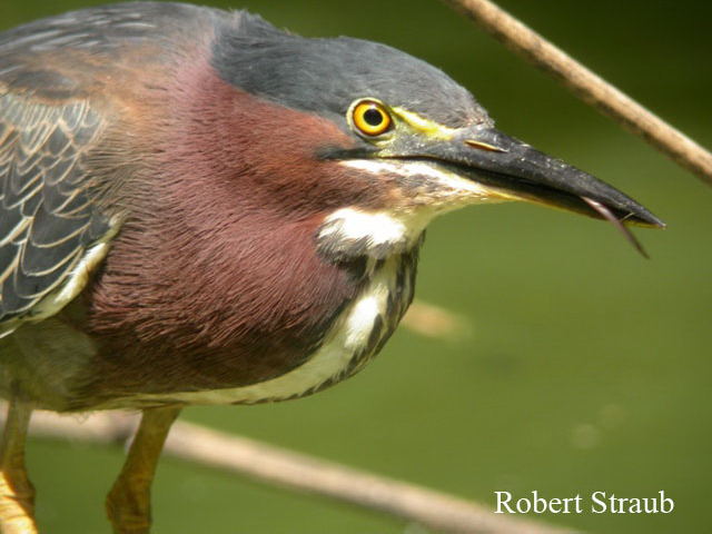 Photo (7): Green Heron