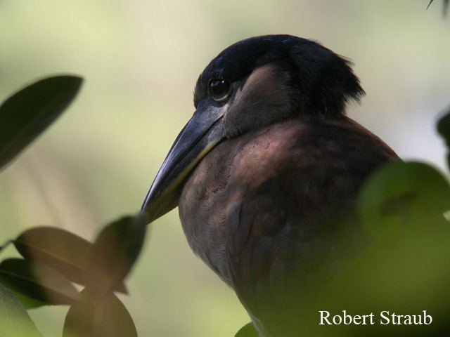 Photo (8): Boat-billed Heron
