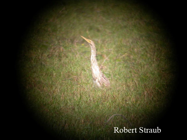 Photo (6): Pinnated Bittern