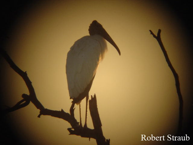 Photo (16): Wood Stork