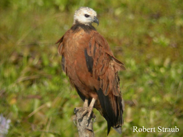 Photo (11): Black-collared Hawk