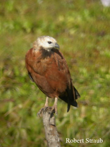 Photo (13): Black-collared Hawk