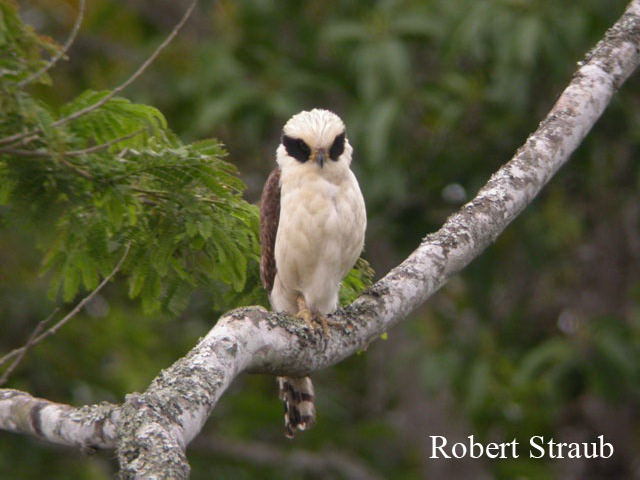Photo (6): Laughing Falcon