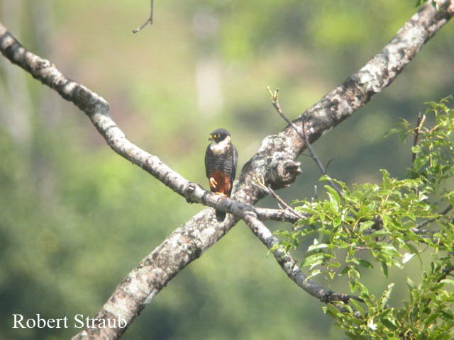 Photo (8): Bat Falcon