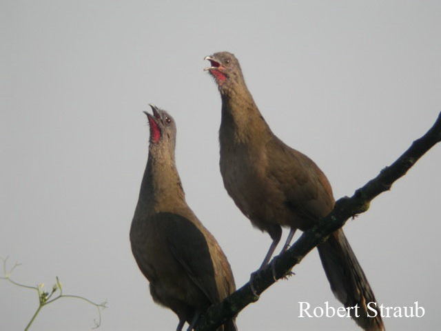 Photo (17): Plain Chachalaca