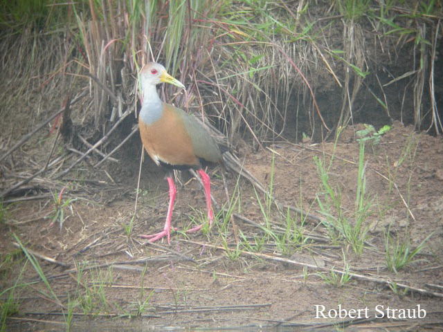 Photo (18): Gray-necked Wood-Rail