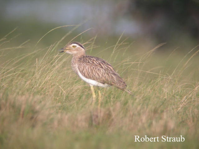 Photo (11): Double-striped Thick-knee