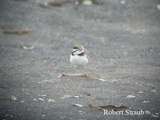 Photo (10): Collared Plover