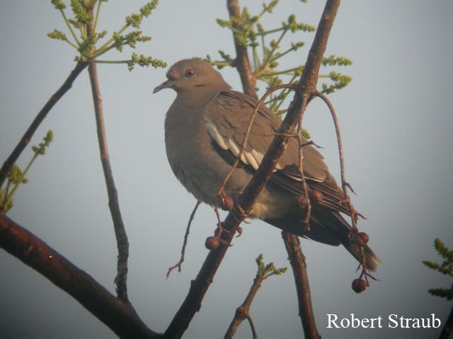 Photo (11): White-winged Dove