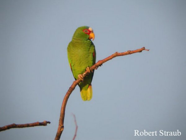 Photo (2): White-fronted Parrot