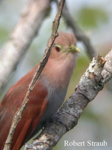 Photo (1): Squirrel Cuckoo
