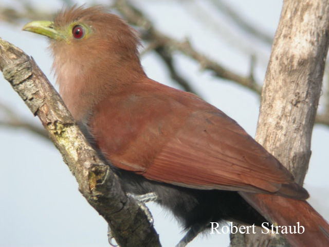Photo (4): Squirrel Cuckoo