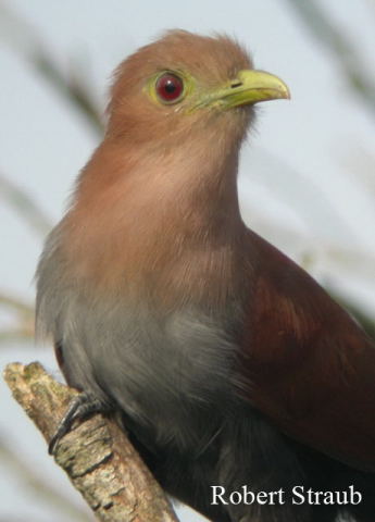 Photo (5): Squirrel Cuckoo