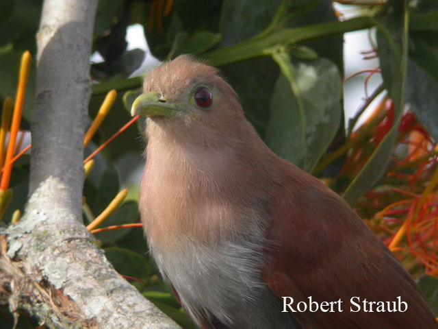 Photo (6): Squirrel Cuckoo