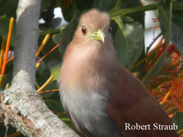 Photo (7): Squirrel Cuckoo