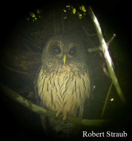 Photo (5): Mottled Owl