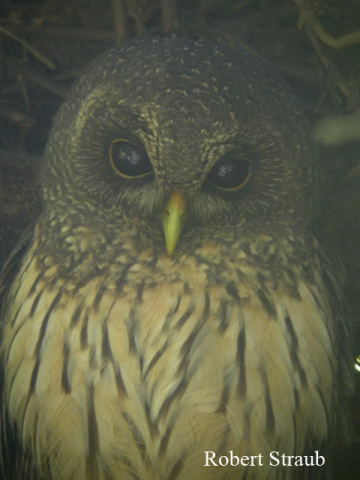 Photo (6): Mottled Owl