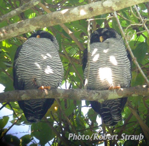 Photo (3): Black-and-white Owl