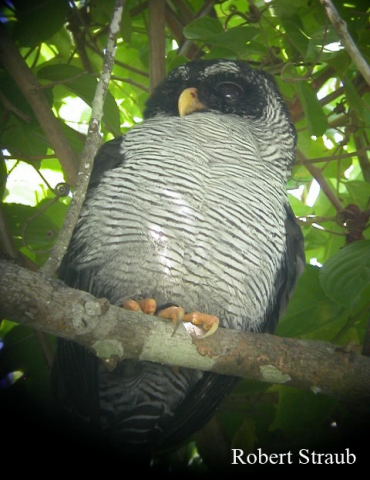 Photo (4): Black-and-white Owl