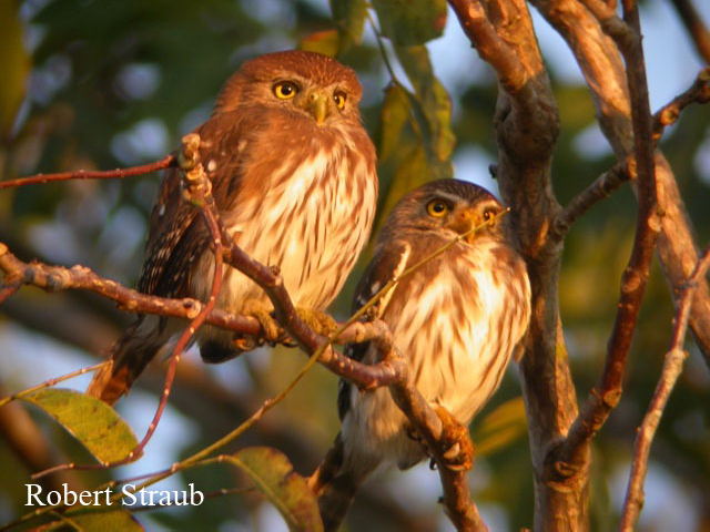 Photo (3): Ferruginous Pygmy-Owl