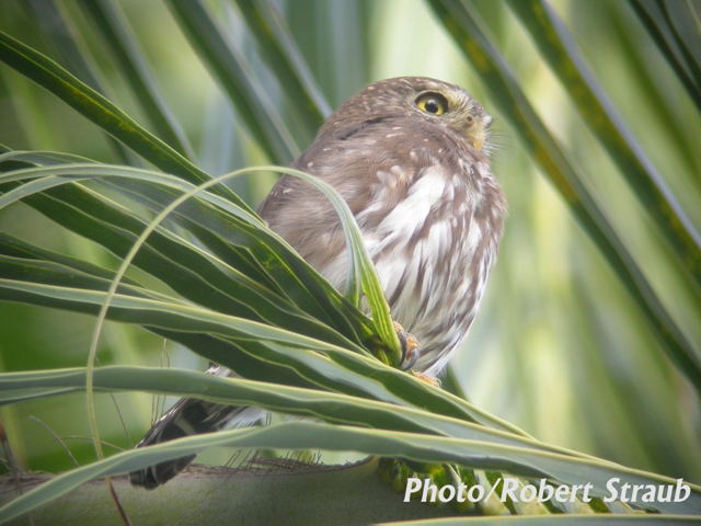 Photo (14): Ferruginous Pygmy-Owl