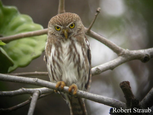 Photo (7): Ferruginous Pygmy-Owl