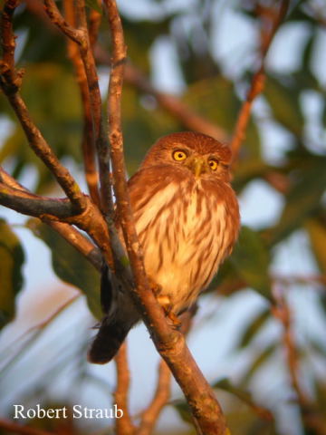 Photo (8): Ferruginous Pygmy-Owl