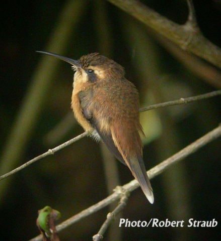 Photo (1): Stripe-throated Hermit