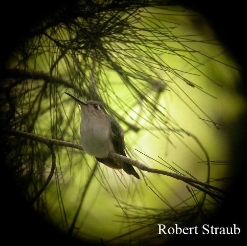 Photo (2): Wedge-tailed Sabrewing