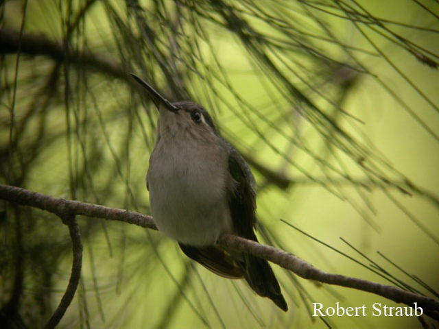 Photo (3): Wedge-tailed Sabrewing