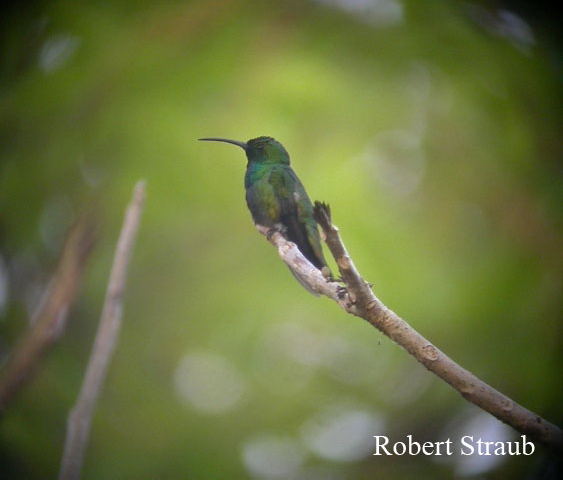 Photo (3): Green-breasted Mango