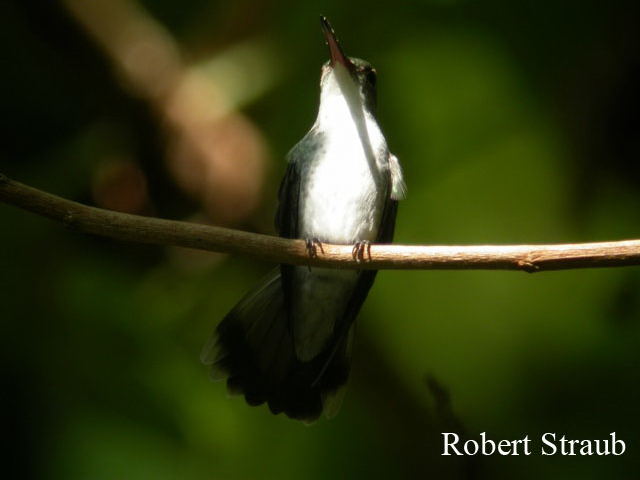Photo (2): White-bellied Emerald