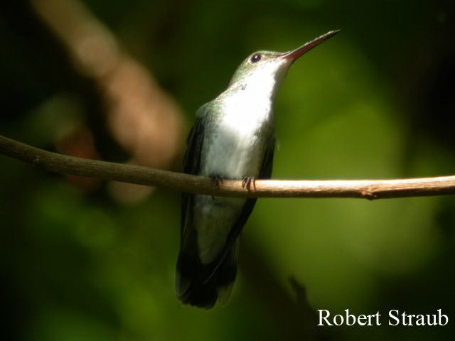 Photo (3): White-bellied Emerald