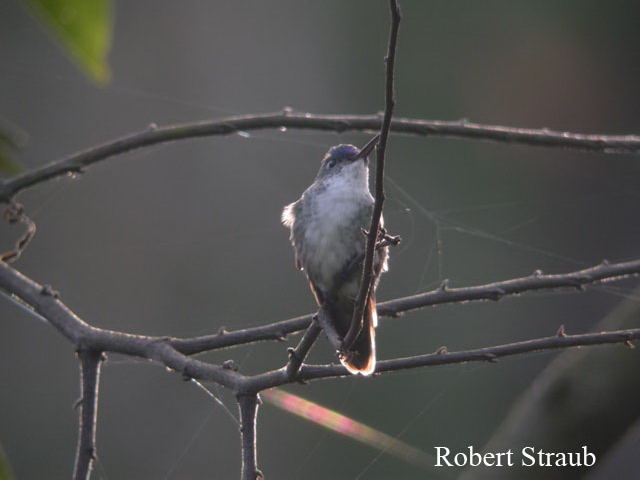 Photo (2): Azure-crowned Hummingbird
