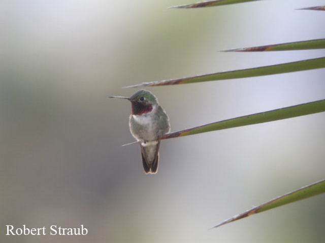 Photo (11): Broad-tailed Hummingbird