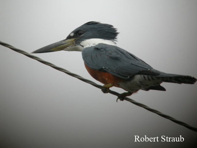 Photo (2): Ringed Kingfisher