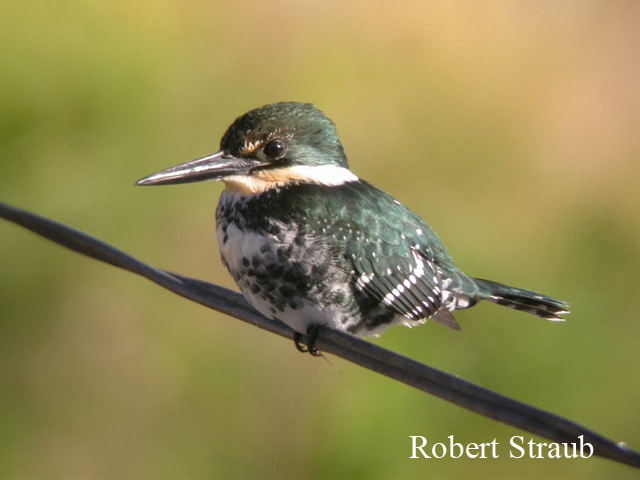 Photo (2): Green Kingfisher