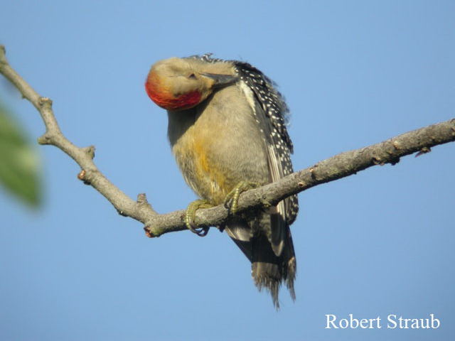 Photo (9): Golden-fronted Woodpecker