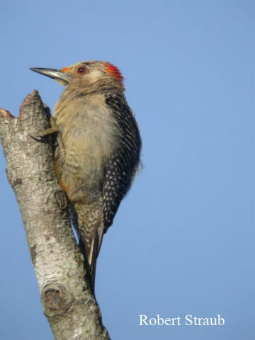 Photo (10): Golden-fronted Woodpecker