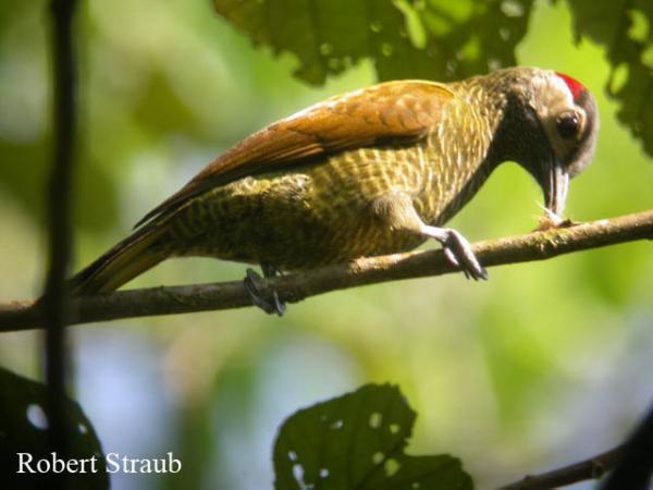 Photo (7): Golden-olive Woodpecker