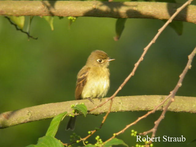 Photo (8): Cordilleran Flycatcher