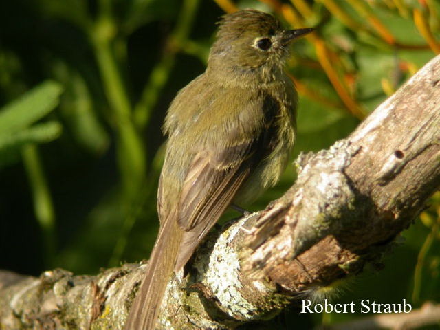 Photo (9): Cordilleran Flycatcher