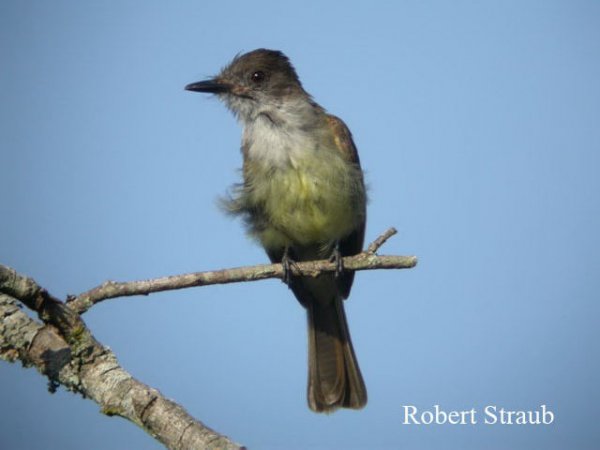 Photo (21): Dusky-capped Flycatcher