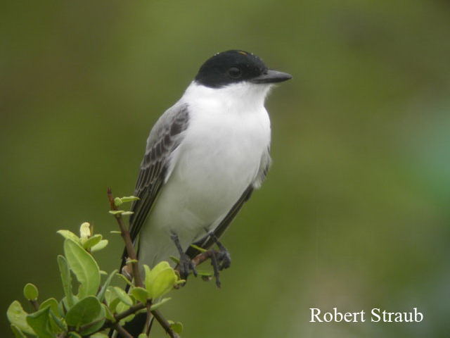 Photo (6): Fork-tailed Flycatcher