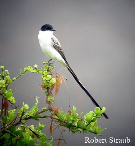 Photo (13): Fork-tailed Flycatcher