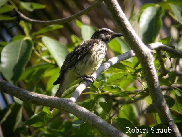Photo (2): Sulphur-bellied Flycatcher