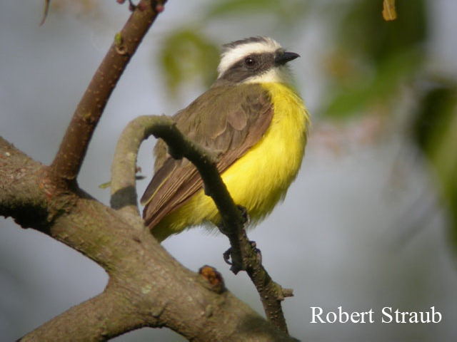Photo (2): Social Flycatcher